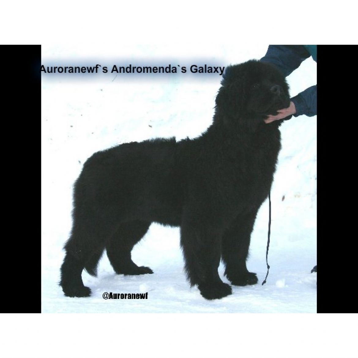 T Auroranewfs Andreomendas Galaxy (13-08-2010)